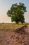 Lone/Single isolated tree countryside Landscape, Landscape depicting loneliness and strength character,