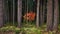 Lone single tree with red leaves in a pine forest during fall