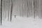 Lone skier in a snow-covered park