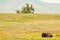 Lone Sleeping Bison on Prairie