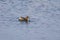 Lone small Dabchick catching a fish on a pond in sunlight