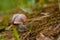 A lone snail crawling on the ground