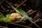 A lone snail crawling on the ground