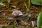 A lone snail crawling on the ground