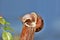 Lone snail free climbing a stick as a bridge