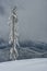 Lone Snow Covered Tree on Cloudy Day with Hills