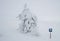 A lone snow-driven pine