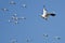 Lone Snow Goose Flying in a Blue Sky