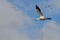 Lone Snow Goose Flying in the Clouds