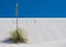 Lone Soaptree Yucca at White Sands
