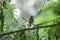 A lone sparrow is sitting on a tree branch.