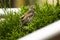 A lone sparrow is sitting on a tree branch.