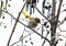 A lone sparrow is sitting on a tree branch.