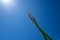 Lone spiny, flowering Ocotillo branch cane against a bright blue desert sky in Anza Borrego State Park in California. Sunflare in