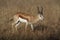 A lone Springbok Antidorcas marsupialis in Mpumalanga Province