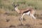 Lone springbok jogging to its herd late in the afternoon on a Kalahari plain