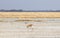 Lone springbok in the Makgadikgadi