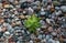 A lone sprout breaks through the rocky ground top view concept photo for backgrounds