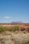 A lone standing Mount Conner located in arid Northern Territory, Australia