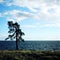 Lone standing pine tree on the shore. Onega lake.