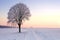 Lone standing sunset winter tree