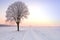 Lone standing sunset winter tree