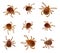 Lone star tick insect