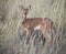 Lone Steenbok standing in long grass in the Kalahari