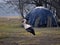 Lone stork early spring