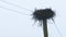 Lone stork nest on an electric pole. Abandoned nest. Storks flew to warmer climes 4k