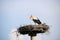 Lone stork sitting in a nest constructed of thin twigs on a high pillar