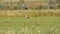 A lone stork walks in the wild in the green grass of the steppe