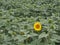 Lone sunflower