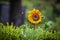 Lone sunflower with a bee buzzing around against a bokeh background