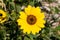 Lone Sunflower with blurred background
