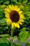 A lone sunflower with bright petals stands out in focus from other sunflowers in the background.