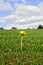 Lone sunflower in a field