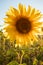 Lone sunflower in a field of flowers