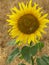 Lone sunflower Helianthus growing in a cereal field.