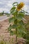 A lone sunflower on the side of the road