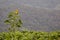 Lone sunflower in a strawberry field