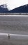 Lone surfer stands on muddy beach waiting for a wave in Alaska