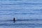 Lone Surfer Waiting for the surf at dawn