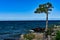 A lone Surviving Tree on the Rocks of Lake Superior