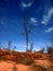 Lone survivors of Chatenooga, the badlands of Ontario, Canada