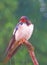 A lone swallow sits on a branch in the rain in a woodland garden in south Cornwall England