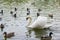 Lone swan, ducks and drakes floating in the lake