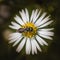 A lone sweat bee works on a white daisy