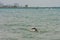 Lone Swimmer Swims Lake Michigan