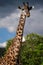 Lone tall giraffe on a field against a cloudy sky